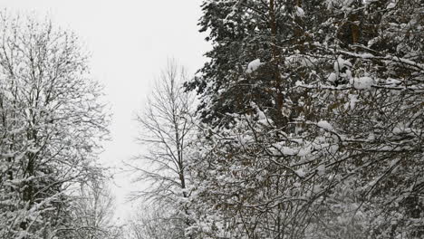 Bosque-Cubierto-De-Nieve