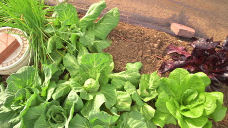 homegrown vegetables and green fresh organic lettuce in community garden