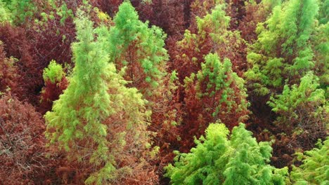 Aerial-birds-eye-view,-drone-flyover-a-vibrant-canopy-of-Bald-Cypress-trees-showcases-autumn-colours,-ranging-from-lush-green-to-deep-red,-highlighting-nature's-beauty