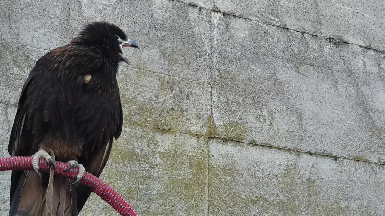 Close up of rapacious bird on perch screaming. Zoom in