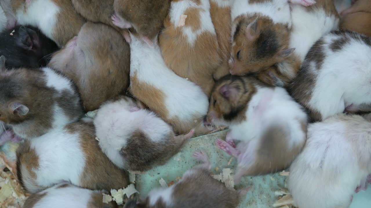 Söpöt ja pörröiset hamsterit.