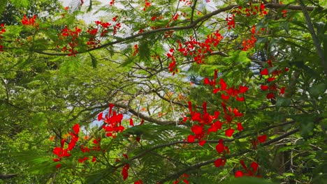 Up-close view of the branches of a tropical flamboyant tree with red flowers in daylight