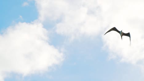 Female-juvenile-frigatebird-soaring-and-flapping-wings,-Seen-from-below