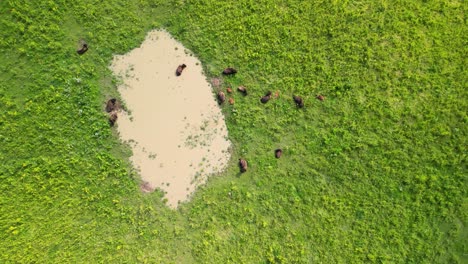 aerial topdown descent of bison herd at battelle darby metro park, ohio