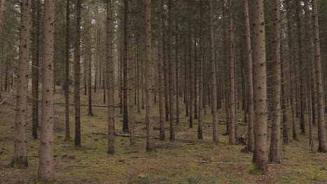 pine tree trunks in the forest