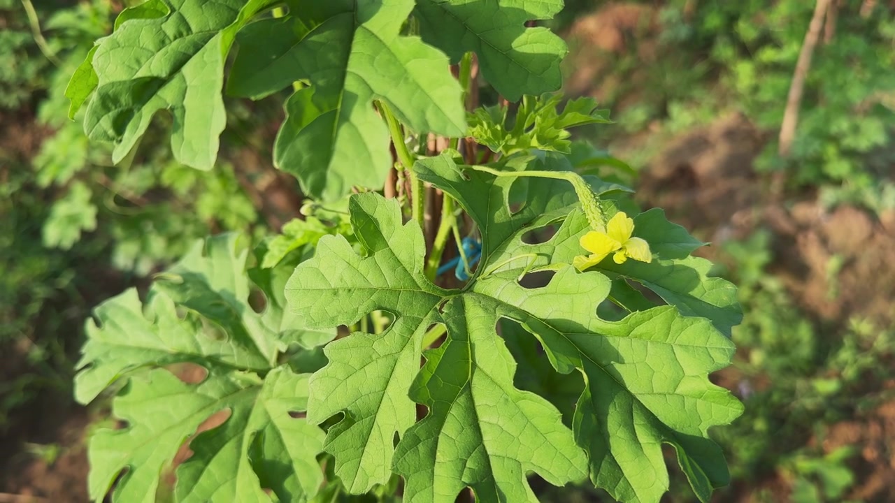 Primo piano di un minuscolo frutto di melone amaro in via di sviluppo che cresce accanto a un fiore giallo brillante su una vite sana, circondato da foglie verdi lussureggianti in un campo agricolo.