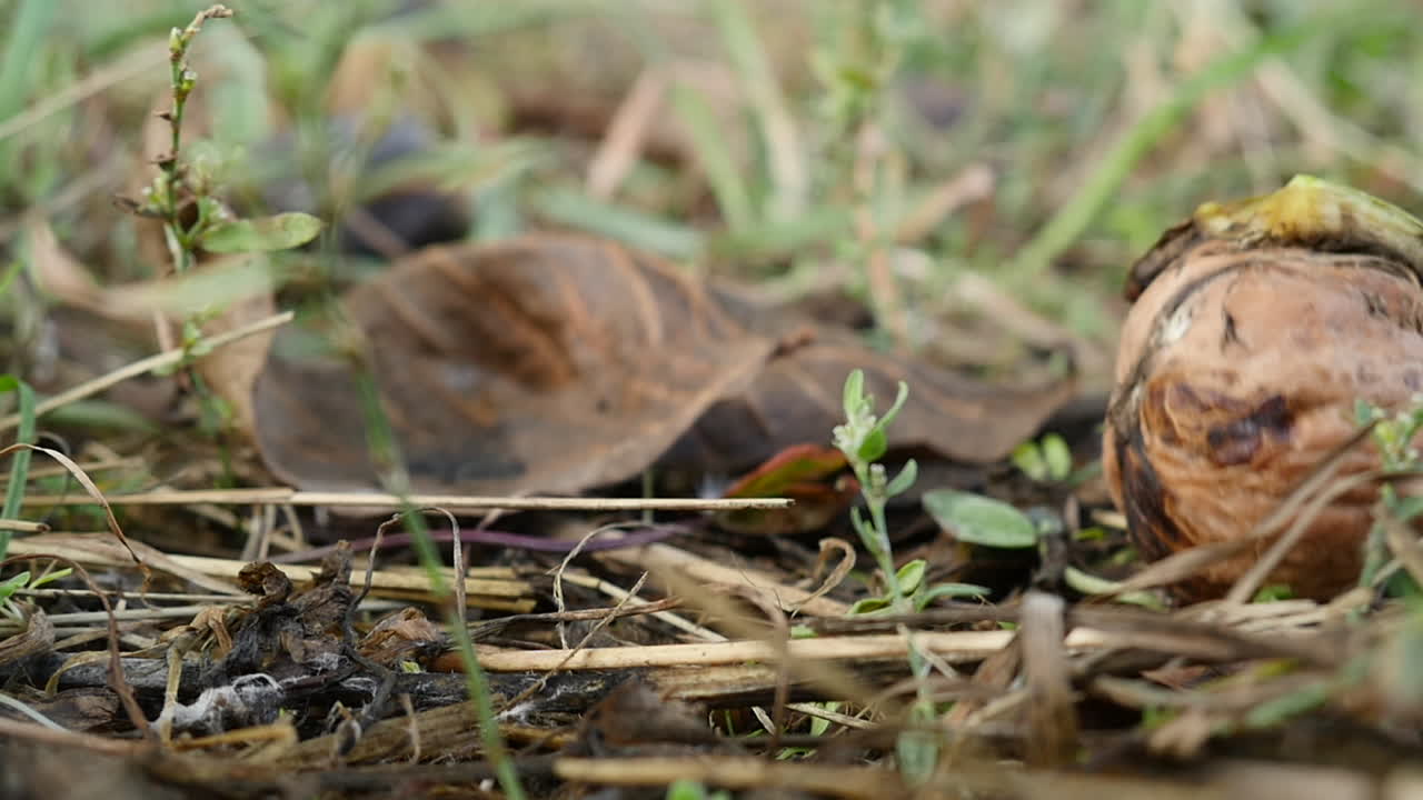 la nuez cae al suelo