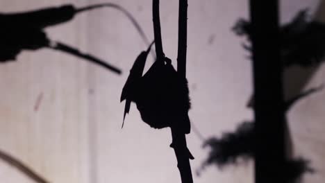 Fledermaus-Silhouette,-Die-Auf-Einen-Baum-Klettert