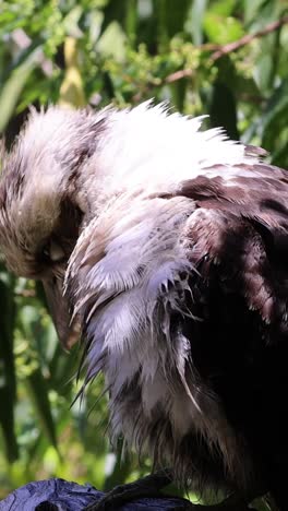 el pájaro limpia las plumas en medio de un follaje verde exuberante