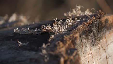 Bark-Peeling-on-Fallen-Tree-in-Colorado-Open-Field