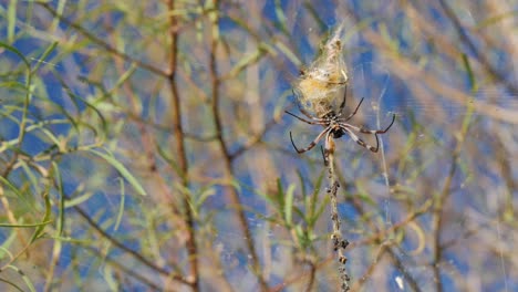 araña en bush outback australia