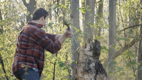 attractive young caucasian man chops off a piece of a tree with his axe