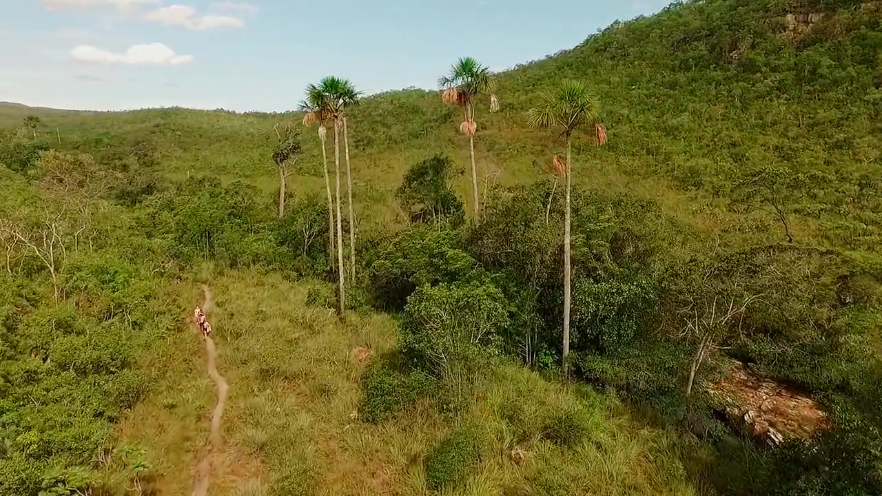 Vegetazione del Cerrado circonda alte palme di buriti e uno stretto sentiero vicino ad Almecegas, con fitta macchia e dolci colline che formano un tipico bioma di savana a Goias, sorvolo in avanti con drone