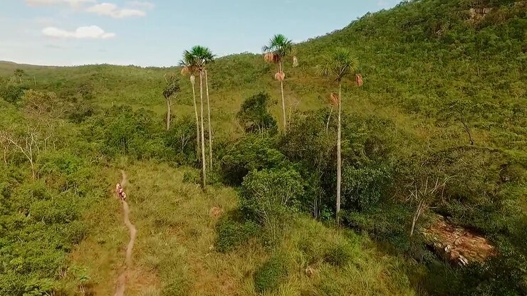 Vegetazione del Cerrado circonda alte palme di buriti e uno stretto sentiero vicino ad Almecegas, con fitta macchia e dolci colline che formano un tipico bioma di savana a Goias, sorvolo in avanti con drone