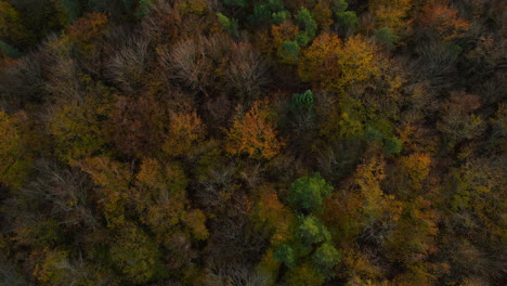 Toma-Aérea:-Despegue-Lento-Del-Dron-Que-Revela-El-Colorido-Follaje-Del-Bosque-Otoñal-Witomino-En-Polonia-Al-Atardecer