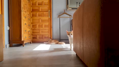 cute cat poking it's head from behind a brown sofa, morning light is coming through