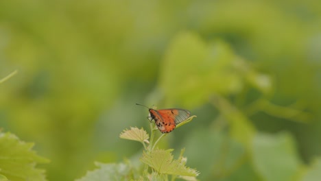 An orange butterfly in a vineyard outside of Stellenbosch, near Cape Town, South Africa