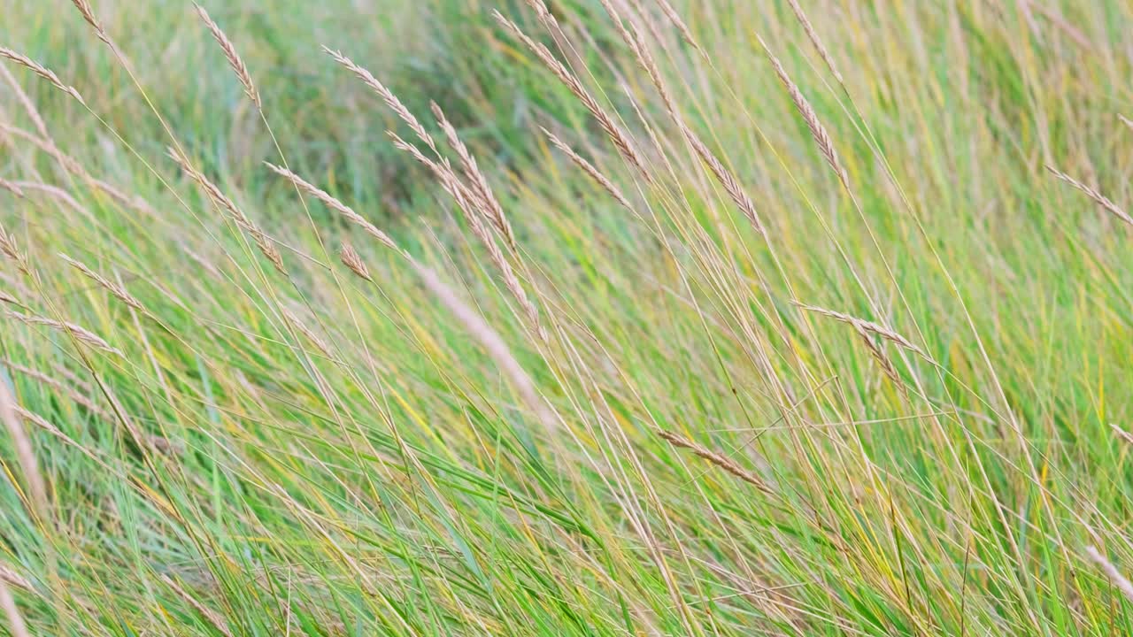 неясная европейская пляжная трава, тростник и стебли качаются на ветру вдоль берега, изолированного в дюнах с белым песком.