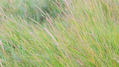 Blurry-European-beach-grass,-reeds,-and-stalks-sway-in-the-wind,-along-the-shore-isolated-in-the-dunes-with-white-sand