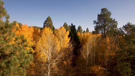 aerial drone slowly rises over the golden fall aspen leaves, flagstaff, arizona