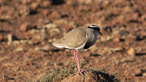 A-crowned-plover-standing-on-an-anthill,-South-Africa