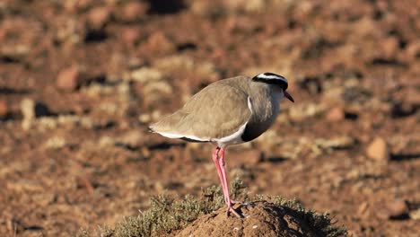 un chorlito coronado de pie sobre un hormiguero, sudáfrica
