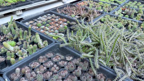 cacti and succulents in a bangkok greenhouse