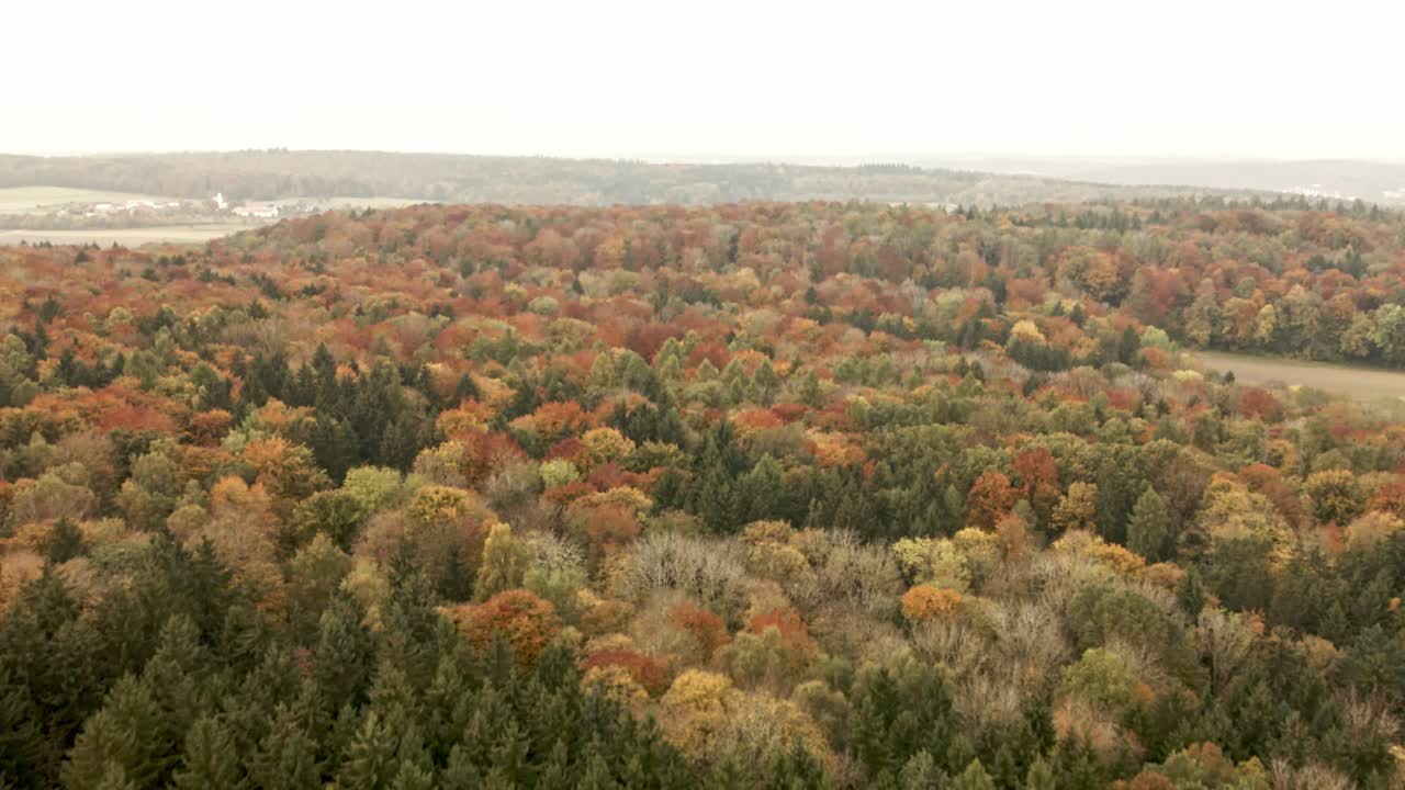 Drone moves forward over colorful autumn forest in Germany, tilting camera down to reveal vibrant fall trees and expansive landscape