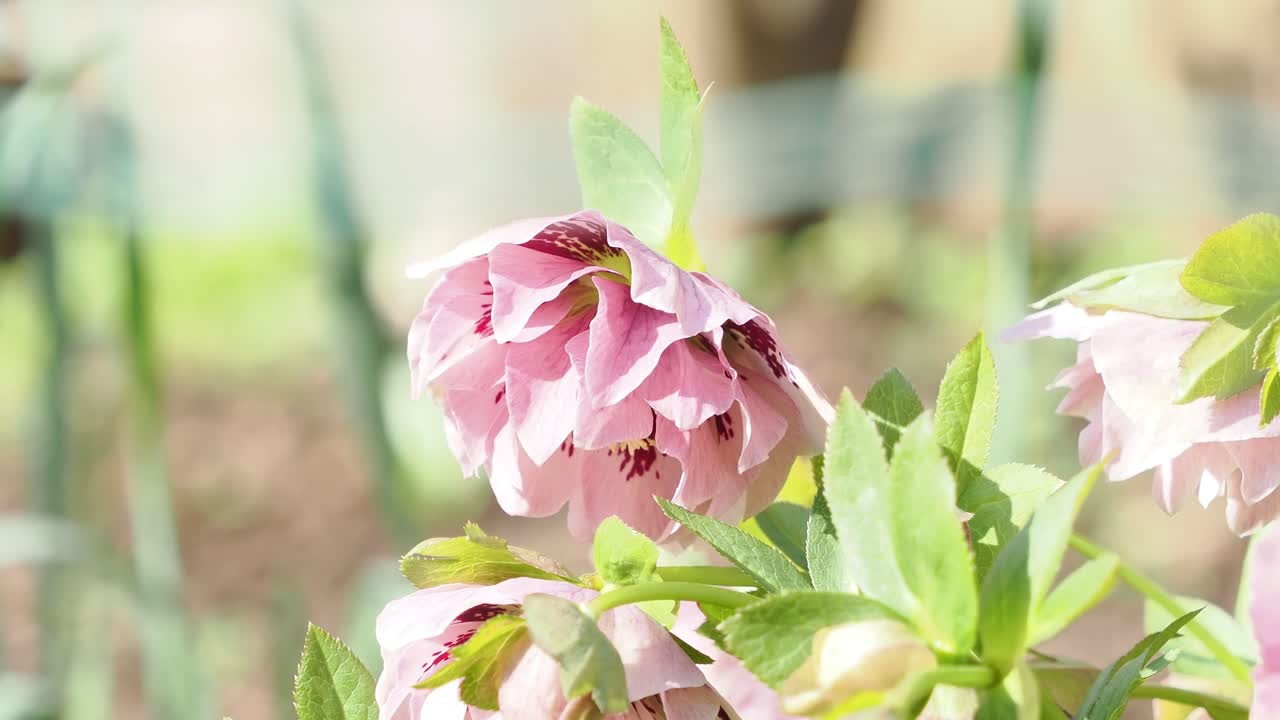 Elleboro rosa doppio con macchie. Primo piano in un giardino di campagna inglese.