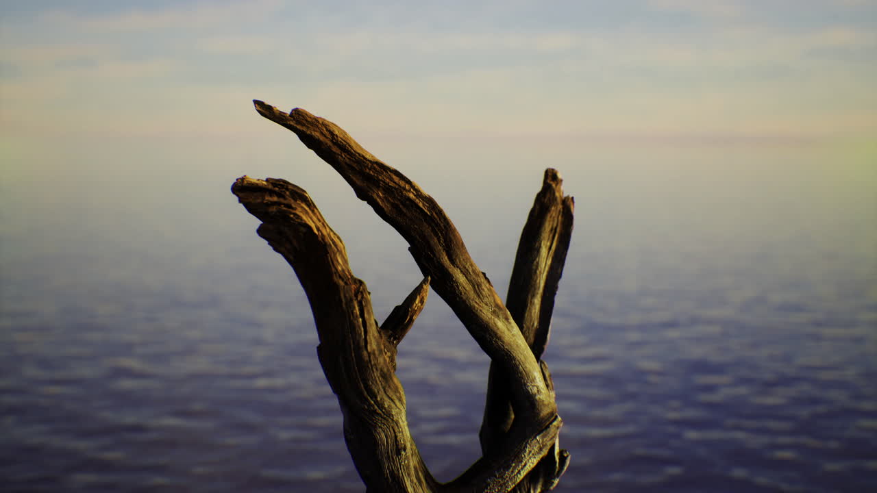 Wooden driftwood fragment against a serene ocean background at sunset