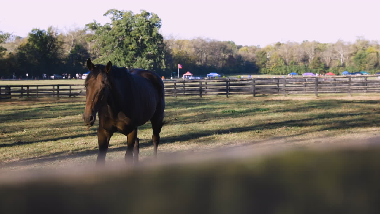 caballo marrón en un campo