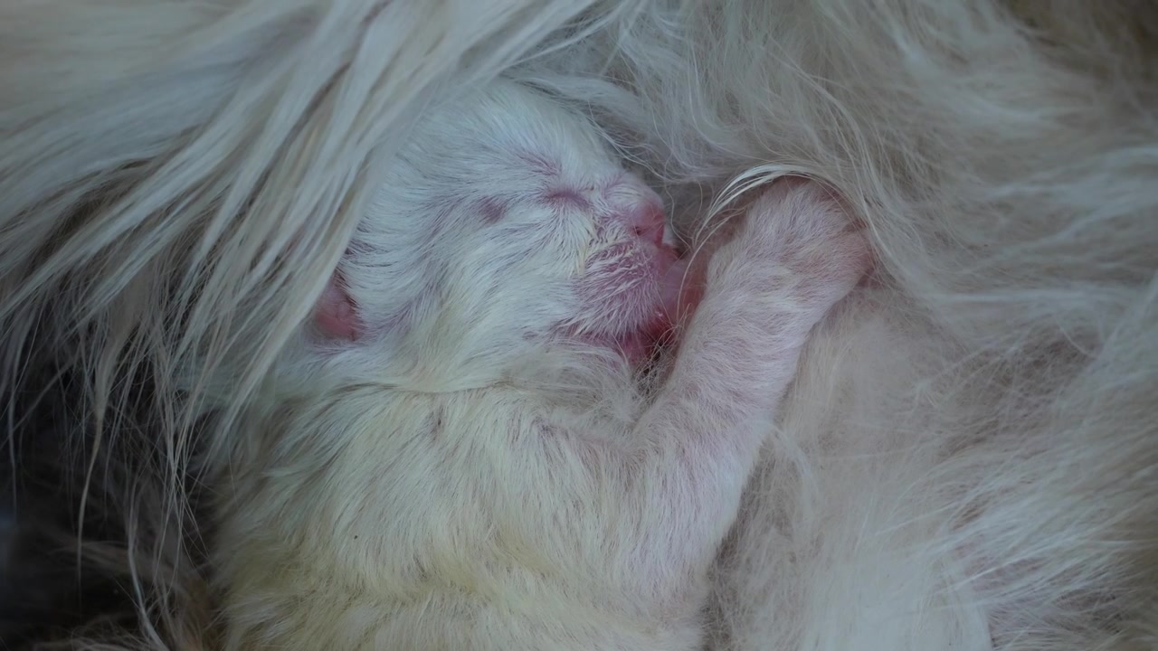 Famiglia di gatti Ragdoll macro, felino che partorisce un gattino affamato