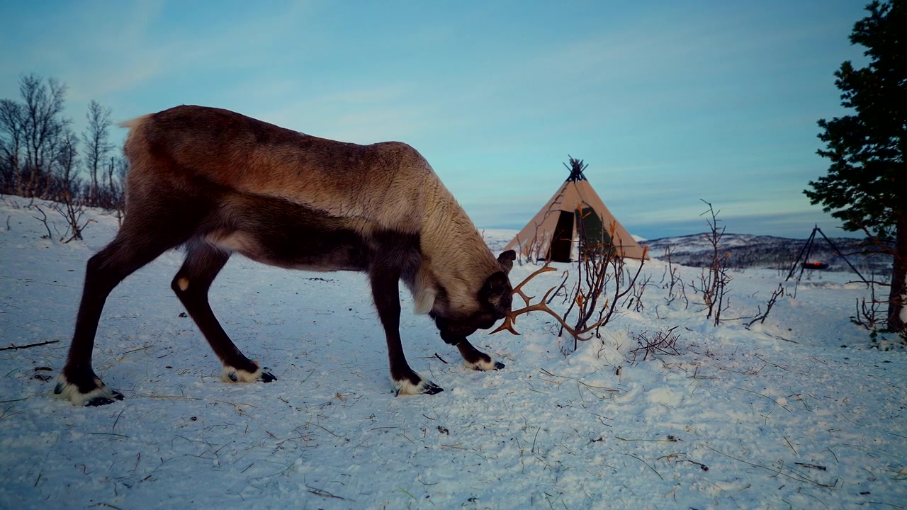 Reinsdyr i snødekt leir med bål som brenner ved siden av sametelt i Tromsø