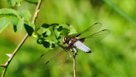 libellula depressa dragonfly perched with transparent wings stretched out with green bokeh background