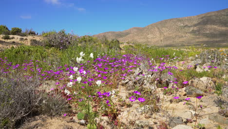 purple cistanthe cachinalensis and white wild flowers growing in the dry atacama desert after rainfall, bright sunny day