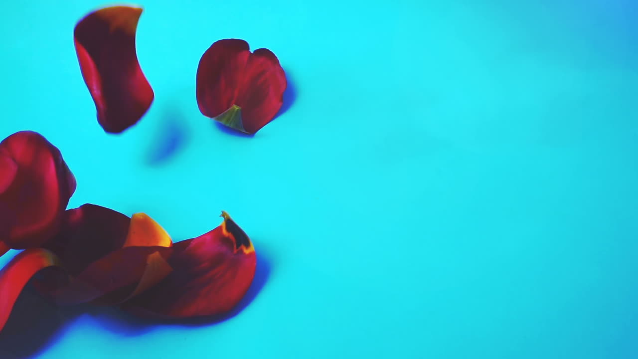 Herabfallende Blütenblätter von Tulpen. Zeitlupe. Aufnahme von Blumen.