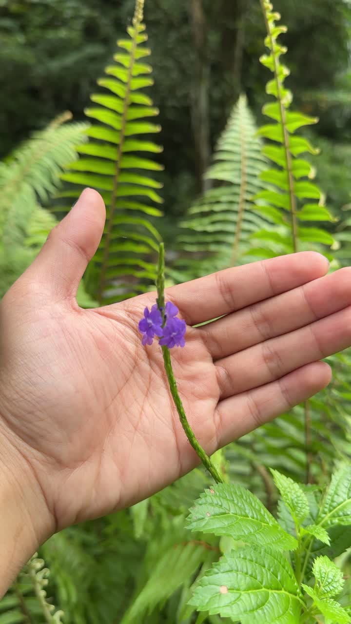 Close-up de uma mão segurando uma flor roxa delicada