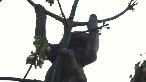 brown throated sloth hangs on green branch foraging for flower buds, slow motion