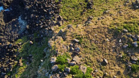 green plants at the rocky cliff of cook island in australia on a sunny day