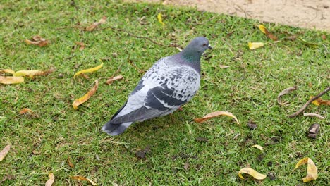 a pigeon walking on grass near a path