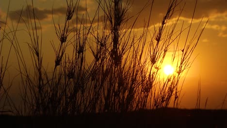 llanuras de hierba en la puesta del sol