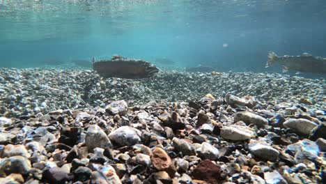 underwater shot of an isolated rainbow trout the patagonia region