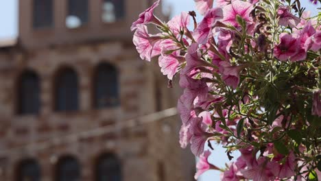 pink flowers with historic building in background