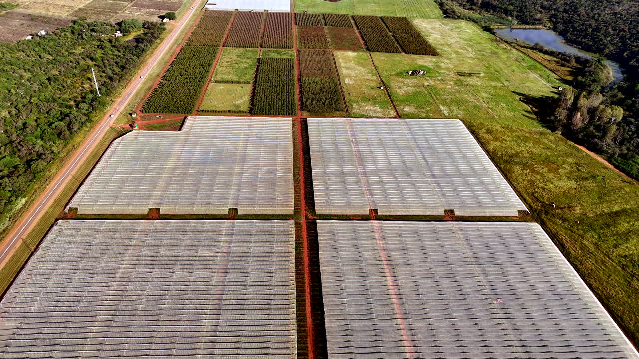 Aerial over citrus farm, protected orchards adapting to climate extremes