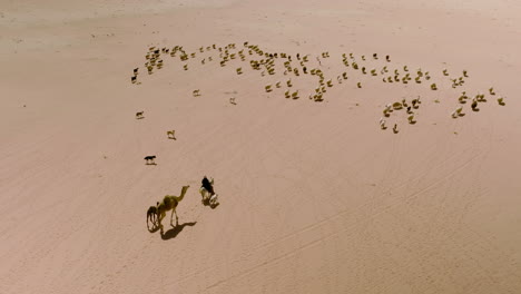 vista aérea del pastor beduino nómada con ovejas y camellos a través del desierto de wadi rum en jordania