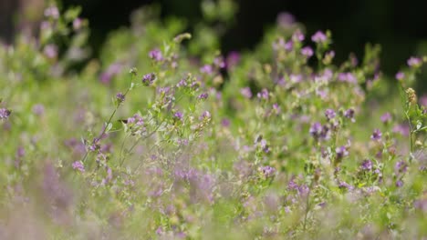 Nahaufnahme-Einer-Honigbiene,-Die-An-Einem-Sonnigen-Tag-An-Duftenden-Lavendelblüten-Im-Wachsenden-Lavendelblütenfeld-Arbeitet