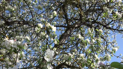 Ein-Obstbaum-Ist-Ein-Baum,-Der-Früchte-Trägt,-Die-Von-Menschen-Und-Einigen-Tieren-Verzehrt-Oder-Verwendet-Werden