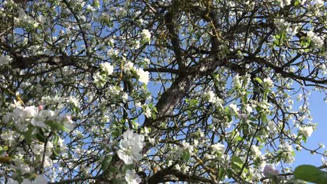 A fruit tree is a tree which bears fruit that is consumed or used by humans and some animals