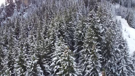 Revelando-Un-Bosque-Nevado-En-Las-Montañas