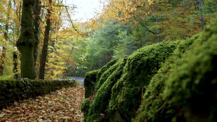 splendida ripresa di una strada in autunno